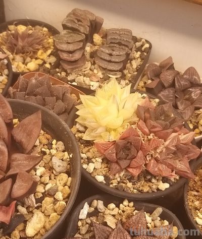 多肉植物，家里好多好多喔，静下心来欣赏欣赏。 - 今日头条