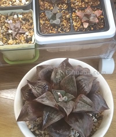 多肉植物，家里好多好多喔，静下心来欣赏欣赏。 - 图画吧TUHUABA