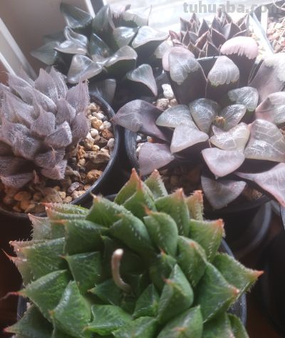 多肉植物，家里好多好多喔，静下心来欣赏欣赏。 - 图画吧TUHUABA