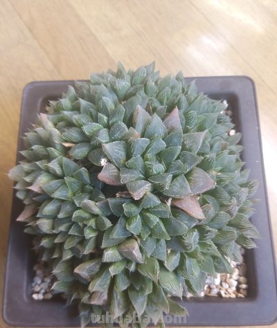 多肉植物，家里好多好多喔，静下心来欣赏欣赏。 - 图画吧TUHUABA