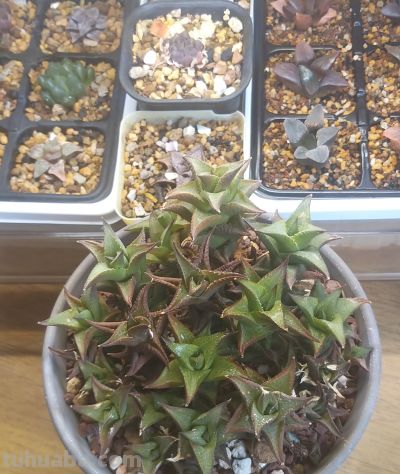 多肉植物，家里好多好多喔，静下心来欣赏欣赏。 - 图画吧TUHUABA