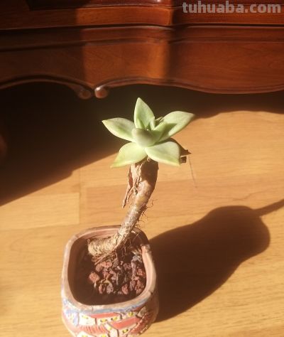 多肉植物，家里好多好多喔，静下心来欣赏欣赏。 - 图画吧TUHUABA