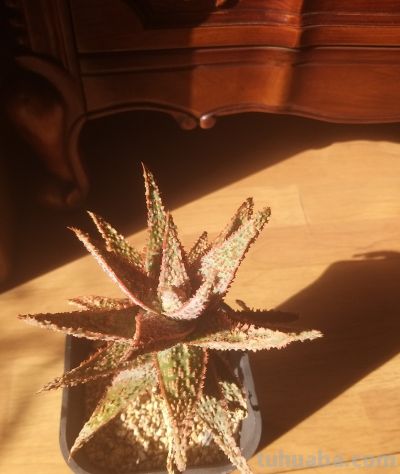 多肉植物，家里好多好多喔，静下心来欣赏欣赏。 - 图画吧TUHUABA