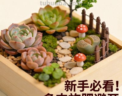 新手必看！多肉施肥避开3个坑，叶肥色亮爆盆快，2026实测有效 - 今日头条