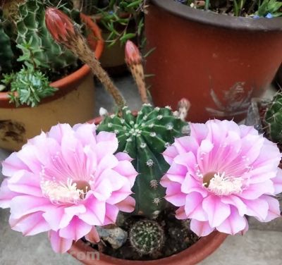 仙人球带刺，养在家里不吉利？“养花不迷信，迷信不养花”！ - 今日头条