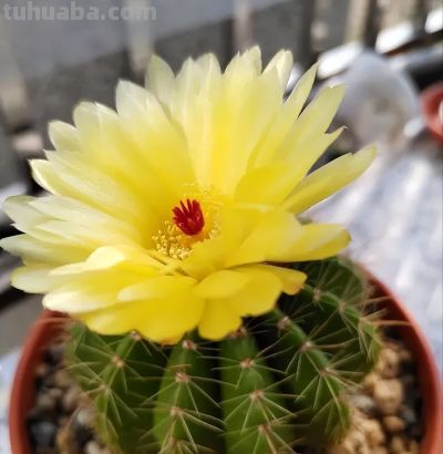 仙人球带刺，养在家里不吉利？“养花不迷信，迷信不养花”！ - 图画吧TUHUABA