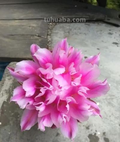 仙人球带刺，养在家里不吉利？“养花不迷信，迷信不养花”！ - 图画吧TUHUABA