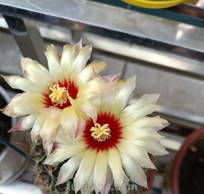 仙人球带刺，养在家里不吉利？“养花不迷信，迷信不养花”！ - 图画吧TUHUABA