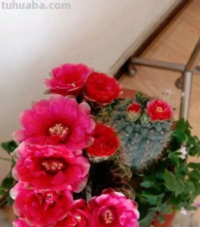 仙人球带刺，养在家里不吉利？“养花不迷信，迷信不养花”！ - 图画吧TUHUABA