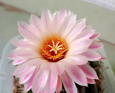 仙人球带刺，养在家里不吉利？“养花不迷信，迷信不养花”！ - 图画吧TUHUABA