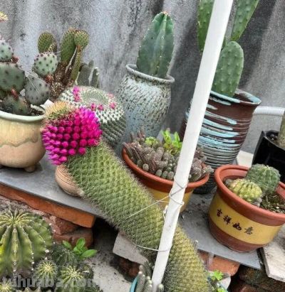 内蒙一大爷，晒出养了7年“内耗型仙人球”，那叫一个奇葩，晒晒 - 图画吧TUHUABA