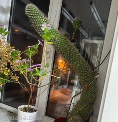 内蒙一大爷，晒出养了7年“内耗型仙人球”，那叫一个奇葩，晒晒 - 今日头条