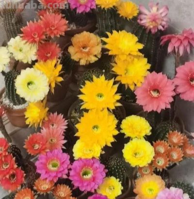 内蒙一大爷，晒出养了7年“内耗型仙人球”，那叫一个奇葩，晒晒 - 图画吧TUHUABA