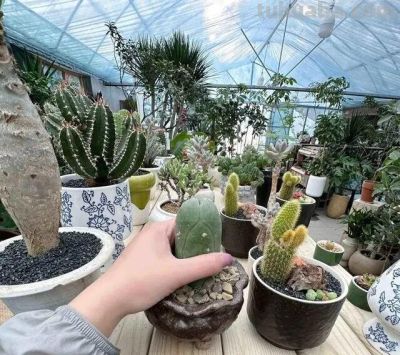 内蒙一大爷，晒出养了7年“内耗型仙人球”，那叫一个奇葩，晒晒 - 图画吧TUHUABA