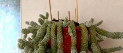 内蒙一大爷，晒出养了7年“内耗型仙人球”，那叫一个奇葩，晒晒 - 图画吧TUHUABA