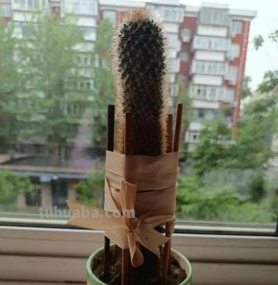 内蒙一大爷，晒出养了7年“内耗型仙人球”，那叫一个奇葩，晒晒 - 图画吧TUHUABA