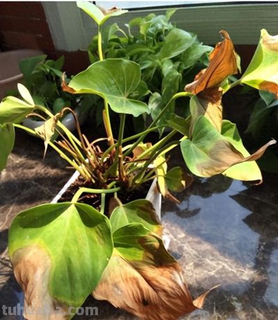 6种花，只适合“盆栽”养护，栽地里就“错”了 - 今日头条