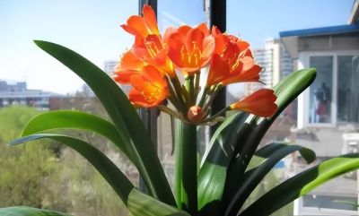 6种花，只适合“盆栽”养护，栽地里就“错”了 - 图画吧TUHUABA