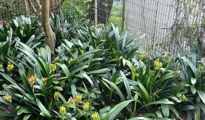 6种花，只适合“盆栽”养护，栽地里就“错”了 - 图画吧TUHUABA