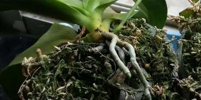 6种花，只适合“盆栽”养护，栽地里就“错”了 - 图画吧TUHUABA