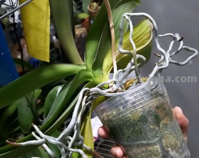 6种花，只适合“盆栽”养护，栽地里就“错”了 - 图画吧TUHUABA