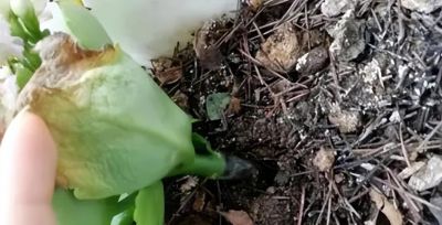 6种花，只适合“盆栽”养护，栽地里就“错”了 - 图画吧TUHUABA