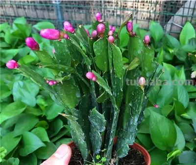 6种花，只适合“盆栽”养护，栽地里就“错”了 - 图画吧TUHUABA