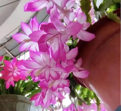 6种花，只适合“盆栽”养护，栽地里就“错”了 - 图画吧TUHUABA