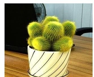 为什么说2016年养室内小盆栽就选它？附栽培方法 - 图画吧TUHUABA