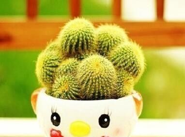 为什么说2016年养室内小盆栽就选它？附栽培方法 - 图画吧TUHUABA