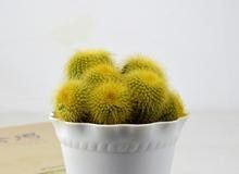 为什么说2016年养室内小盆栽就选它？附栽培方法 - 图画吧TUHUABA