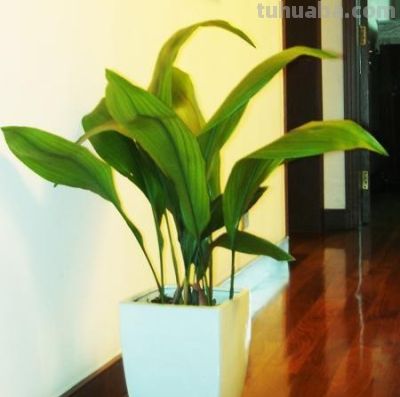 想要净化室内空气，推荐这17种盆栽任你选！ - 今日头条