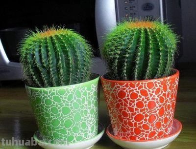 想要净化室内空气，推荐这17种盆栽任你选！ - 图画吧TUHUABA