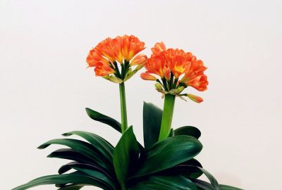 想要净化室内空气，推荐这17种盆栽任你选！ - 图画吧TUHUABA