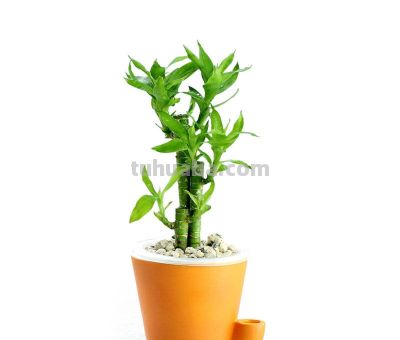 想要净化室内空气，推荐这17种盆栽任你选！ - 图画吧TUHUABA