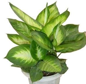 想要净化室内空气，推荐这17种盆栽任你选！ - 图画吧TUHUABA