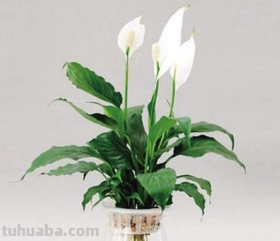 想要净化室内空气，推荐这17种盆栽任你选！ - 图画吧TUHUABA