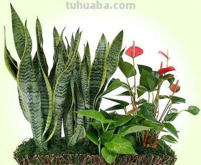 想要净化室内空气，推荐这17种盆栽任你选！ - 图画吧TUHUABA