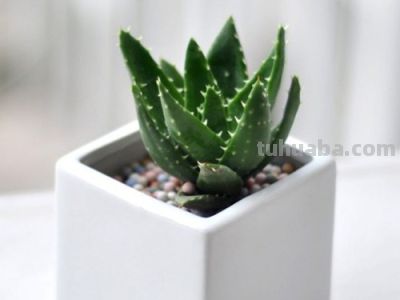 想要净化室内空气，推荐这17种盆栽任你选！ - 图画吧TUHUABA