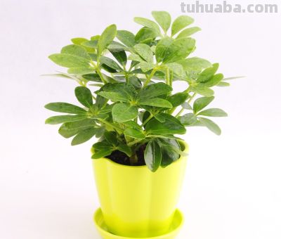 想要净化室内空气，推荐这17种盆栽任你选！ - 图画吧TUHUABA