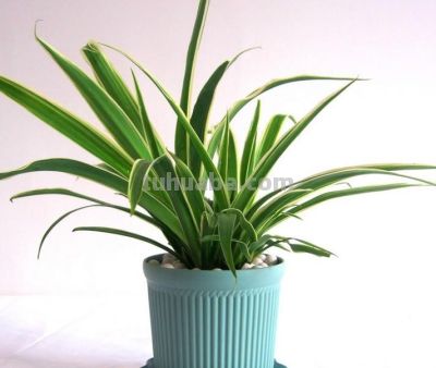 想要净化室内空气，推荐这17种盆栽任你选！ - 图画吧TUHUABA