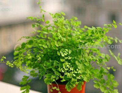 想要净化室内空气，推荐这17种盆栽任你选！ - 图画吧TUHUABA