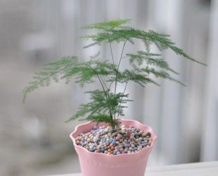 想要净化室内空气，推荐这17种盆栽任你选！ - 图画吧TUHUABA