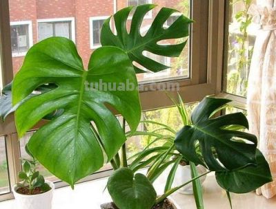 想要净化室内空气，推荐这17种盆栽任你选！ - 图画吧TUHUABA