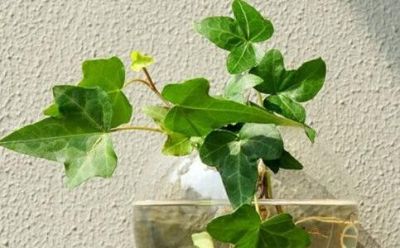 想要净化室内空气，推荐这17种盆栽任你选！ - 图画吧TUHUABA