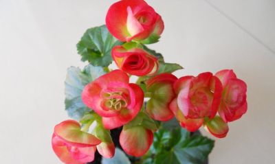 想要净化室内空气，推荐这17种盆栽任你选！ - 图画吧TUHUABA