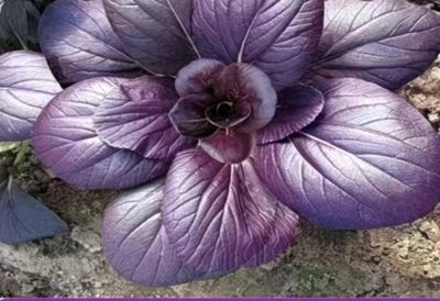 美丽蔬果 - 今日头条