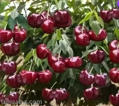 美丽蔬果 - 图画吧TUHUABA