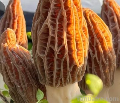 美丽蔬果 - 图画吧TUHUABA