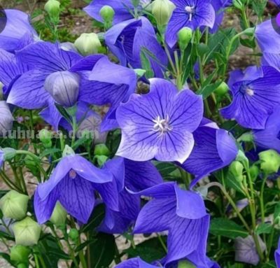 美丽蔬果 - 图画吧TUHUABA